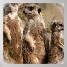Meerkat Family Print