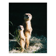 Meerkat Friends Post Card