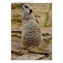 Meerkat Greeting Card