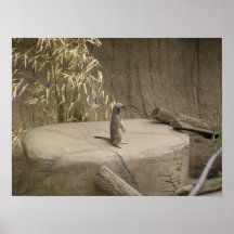Meerkat Print