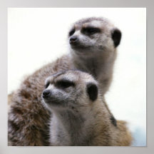 Meerkat Poster Print