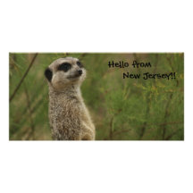 Meerkat says Hello from New Jersey Photo Cards