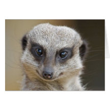 Meerkat Up Close Card