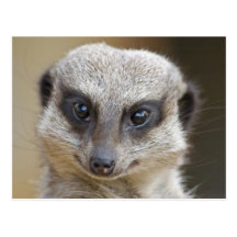 Meerkat Up Close Postcards