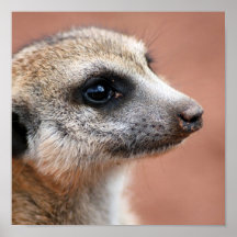 Meerkate Poster Print