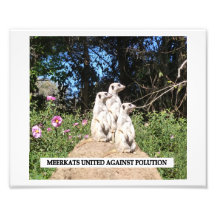 Meerkets Against Polution Photo Print