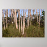 Melaleuca Trees in the Everglades Print