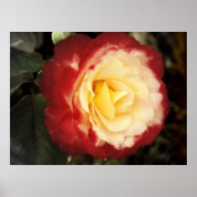(Memory Of Reds And Creams) Poster Print