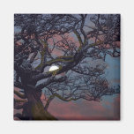Memory of the Moon Fridge Magnet