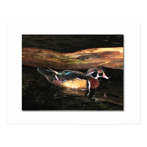 Mens Wood Duck Postcard