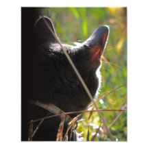 Meow Meow Art Photo