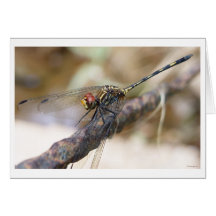 metal dragon greeting cards