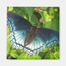 Metallic blue butterfly fridge magnets