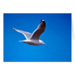Mew Gull in Flight Greeting Cards