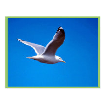 Mew Gull in Flight Postcards
