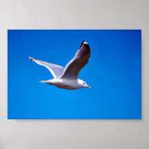 Mew Gull in Flight Posters