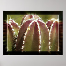 Mexican Fence Post Cactus Posters