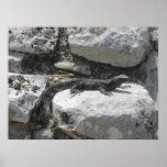 Mexican Iguana Poster
