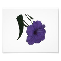 Mexican Petunia cutout flower Photo