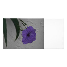 Mexican Petunia  flower Picture Card