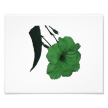 Mexican Petunia green colourized flower Photograph