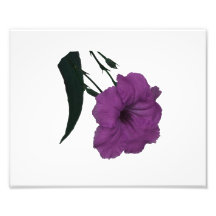 Mexican Petunia pink colourized flower Photographic Print