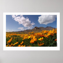 Mexican Poppies - Franklin Mountian State Park 2 Print