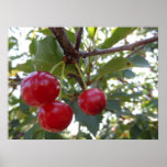 Michigan Cherries Poster