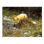 Michigan Fox Postcard