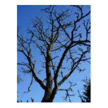 Mid Winter Postcard