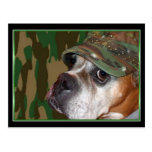 Military Boxer dog postcard