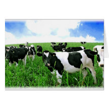 Milk Cows in Green Feild Greeting Card