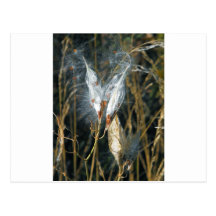 Milk Weed Pods Postcards
