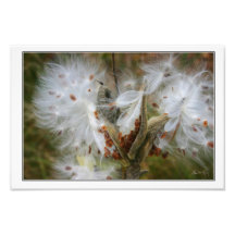 Milkweed Explosion Photo Print