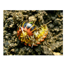 Millipede Polydesmida (Sigmoria aberrans) Items Post Cards