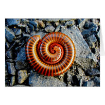 Millipede Trigoniulus Corallinus Curled Arthropod Greeting Cards