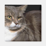 Mimi Magnet