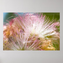 Mimosa Blossoms Posters