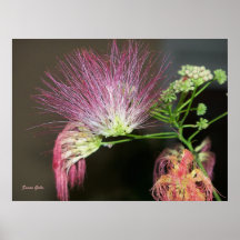 Mimosa Flower Photograph Print
