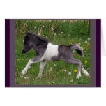 Mini Horse NoteCard