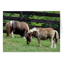 Miniature Horses Greeting Card