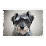 Miniature Schnauzer Dog Invitation