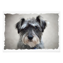 Miniature Schnauzer Dog Invitation