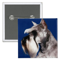 Miniature Schnauzer Head Study Buttons
