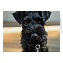 Miniature Schnauzer Note Card #3 - blank