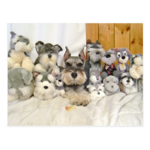 Miniature Schnauzer Postcard