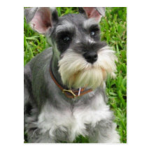 Miniature Schnauzer Postcard
