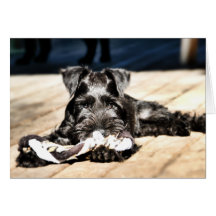 Miniture Schnauzer Note Card #2 - blank