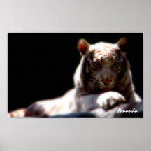 Mirage White Tiger Art Posters