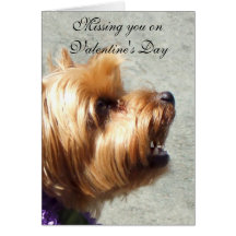 Missing you on Valentine's Yorkshire Terrier Card